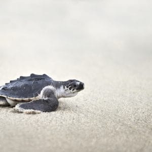 Sea Turtles are terrible parents