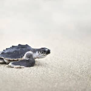 Sea Turtles are terrible parents